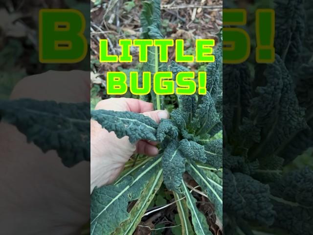 ‍ BUGS on my Kale in January? #gardening #organicgrowing