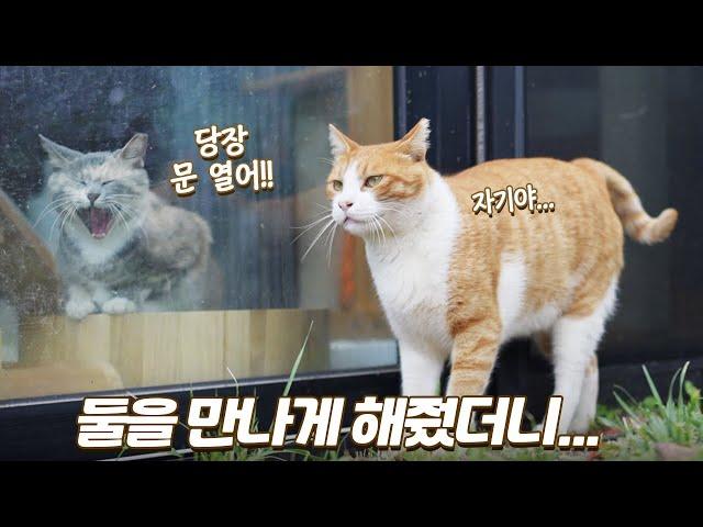 유리문 사이로 애절했던 고양이들을 위해 문을 열어줬어요