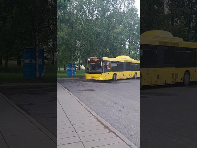 МАЗ-215Респект водителю! #maz #automobile #liaz