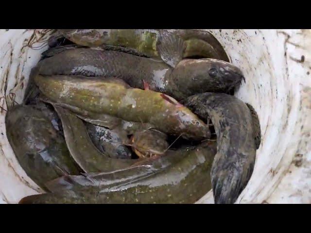 Best Fishing 2022 - Viral Life Fisher