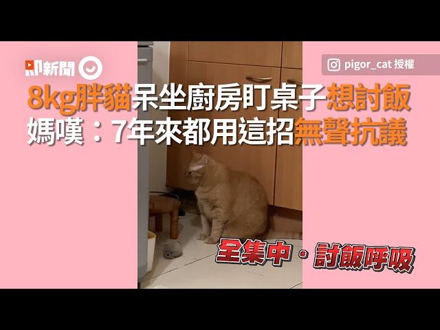 8kg胖貓呆坐廚房盯桌子想討飯　 媽嘆：都用這招無聲抗議｜寵物｜貓咪｜吃貨