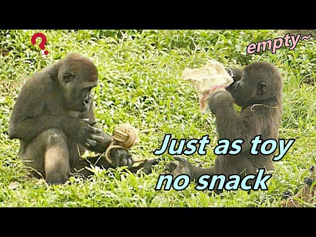 Gorilla D'jeeco family were curious for new rope knots / 大猩猩迪亞哥家族好奇新的草繩結