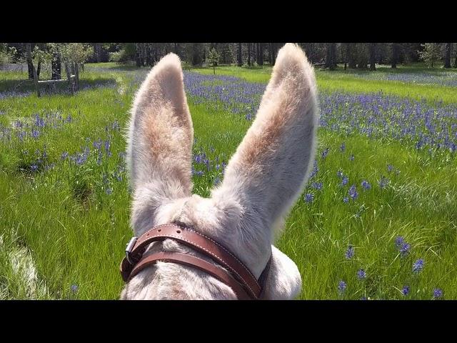 Mammoth Donkey Mountain Ride 6/1/20