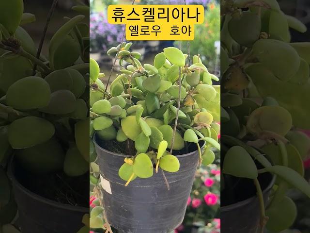 #은혜화훼판매장 #호야 휴스켈리아나 옐로우