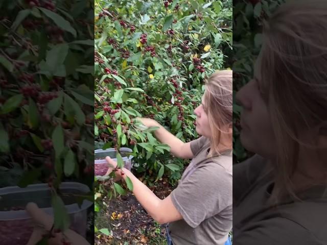 Foraging autumn olives to make wild fruit roll-ups! #wildfood #foraging #offgridliving