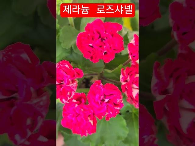 #은혜화훼판매장 #제라늄 로즈샤넬