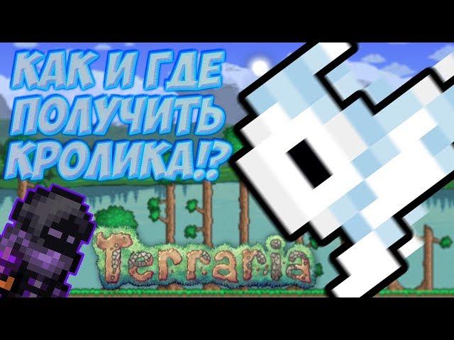 [Terraria Гайд] КАК И ГДЕ ПОЛУЧИТЬ (ПРИРУЧИТЬ) ПИТОМЦА КРОЛИКА!? (Pet Bunny)