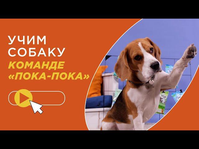 Как научить собаку команде Пока-Пока? Учим собаку прощаться! Дрессировка собак в рубрике "Дай лапу!"