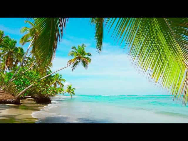 4k Palm Forest on the Beach. Relaxing Ocean Waves, Nature Sounds, Ocean Sounds for Sleep Meditation.