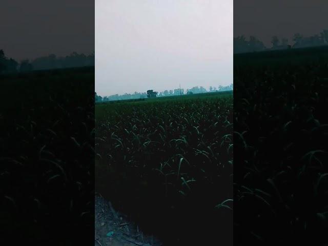 gaon ka desi rang #pooja upadhyay