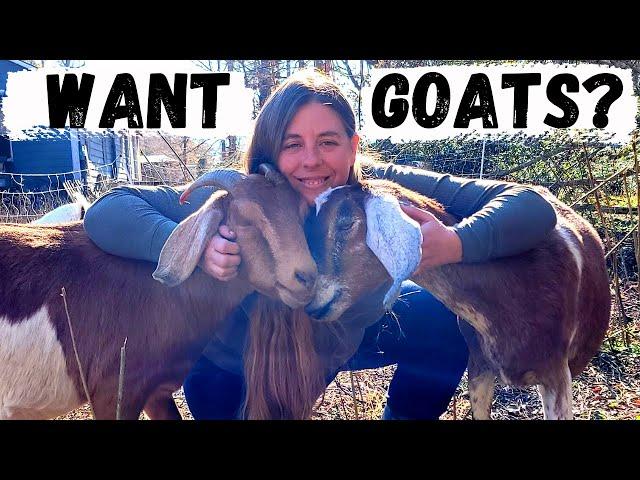 Beginner's Guide To Raising Goats | How To Choose & Care For Your First Goats