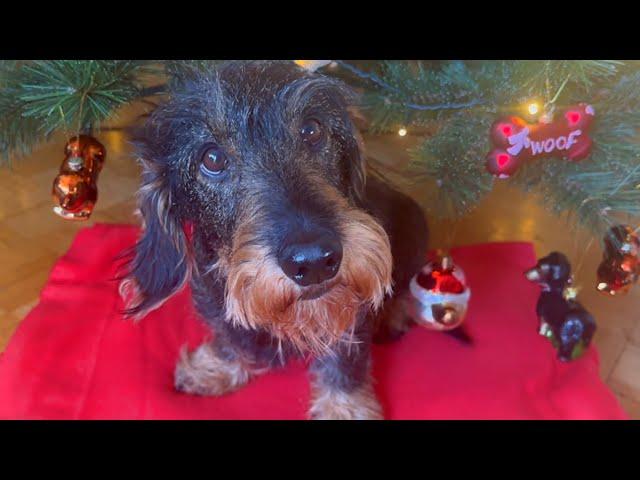 Christmas Tree Dachshund Teddy Style 