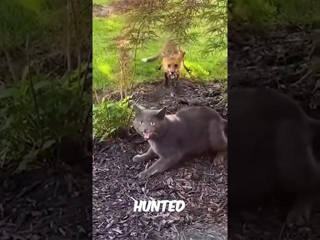 Animals That Messed With The WRONG Opponent! #shorts #animals