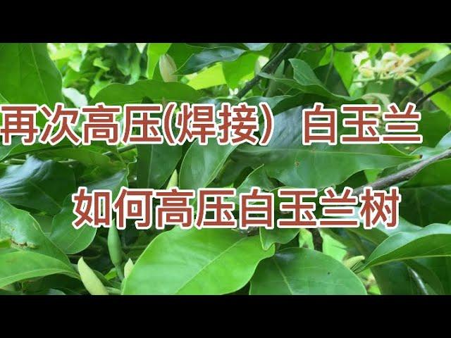 再次高压（焊接）白玉兰树，如何高压（焊接）白玉兰