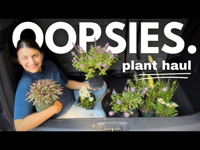 Plant Haul: long blooming perennials for the southern garden