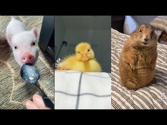 tiktok RARE and UNUSUAL pets compilation