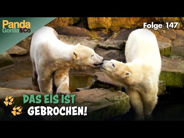 Knut auf Kuschelkurs mit Eisbärin Gianna im Zoo | Panda, Gorilla & Co.