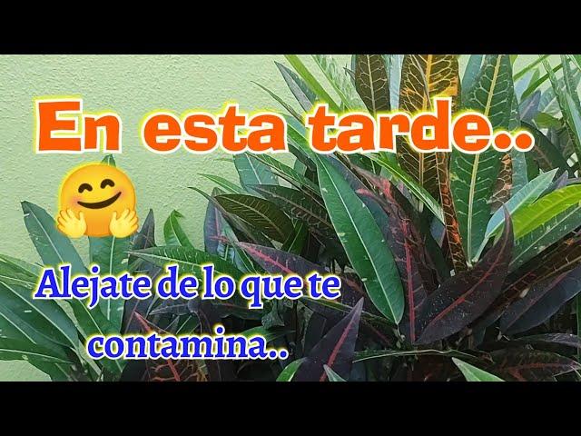 Aléjate de todo lo que te contamina, hermoso mensaje de buenas tardes