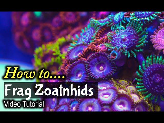 How To Frag Zoanthids