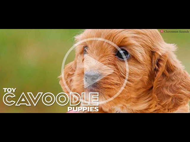 Cavoodle puppies #chevromistpuppies