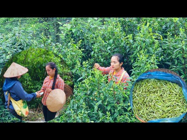 Tea Harvest: A Hopeful Day for Phan's Income. Phan's Parents Have Made This Decision