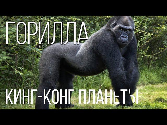 GORILLA: The Good King Kong and the biggest monkey | Interesting facts about monkeys and animals