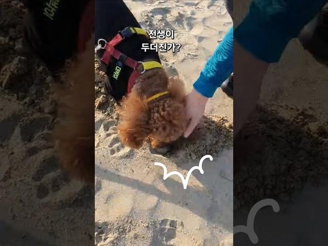 신나는 모래놀이 #dog #강아지