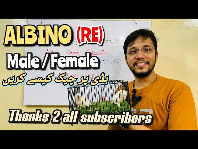 Albino Red Eye Male Female new YT channel Laraib Syed Bird House Thanks to all Subscribers!!