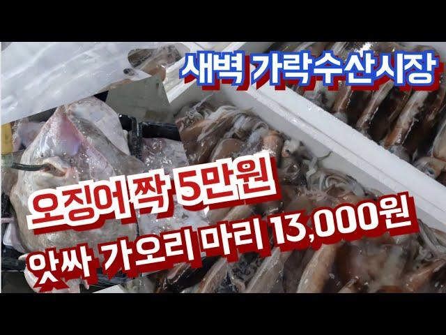 요즘 대세 오징어 짝에 5만원, 앗싸 가오리 마리 만3천원 / 고급어종 은대구 알려드려요
