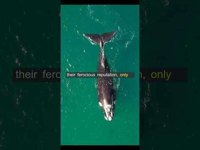 Facts about shark that will open your mind