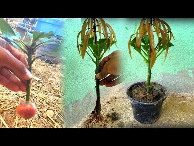 How to propagate mango by cutting onion branches to help the roots