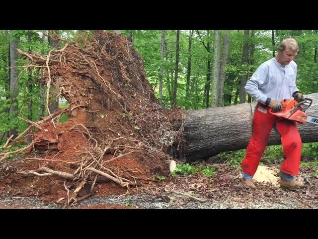 How a fallen tree can kill you!  Watch and Learn