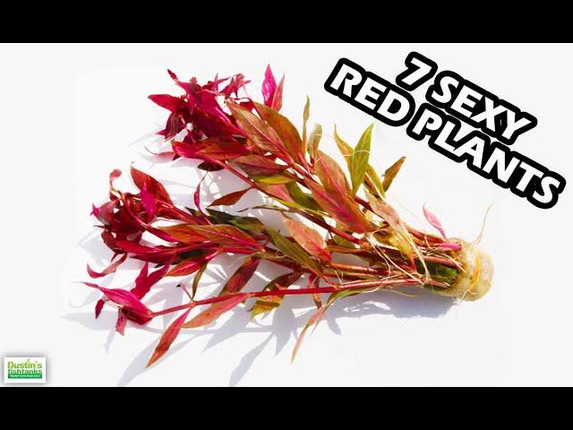 EASY Aquarium Plants - Red Plants For Fish Tanks