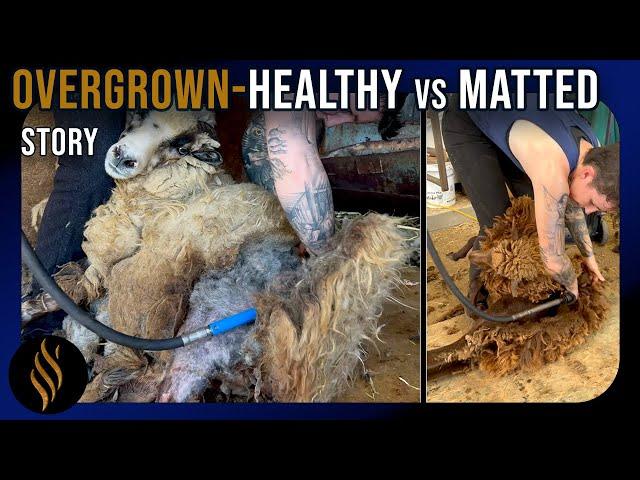 Matted Versus Healthy Sheep Shearing - Sheep 6 of 8