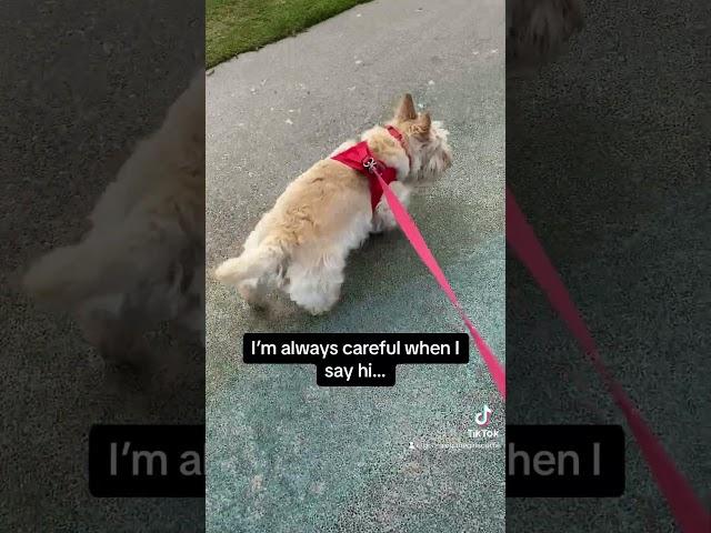 Scottish Terrier just wants to be friends with everyone she meets