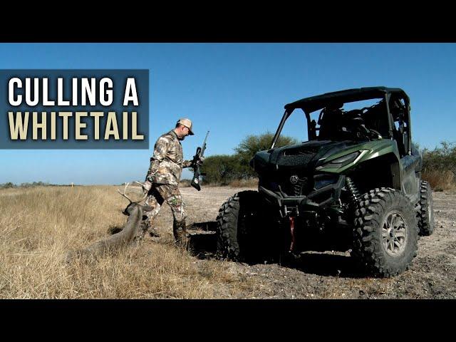 Culling a Whitetail Buck with Steve Nessl
