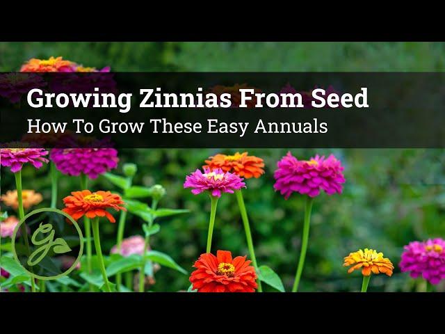 Growing Zinnias From Seed - How To Grow These Easy Annuals