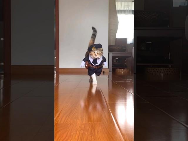 Fifi的经典猫步之一Fifi’s best walk || how to walk #catwalk #shorts
