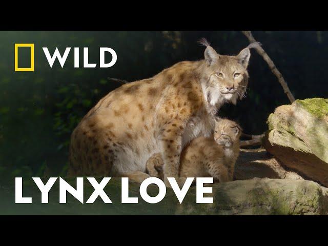 One Country, Six National Parks  | Austria's Wild Heritage | National Geographic Wild