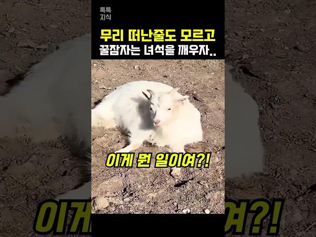 버려진 줄도 모르고 자는데 깨우자.. 녀석의 놀라운 반응