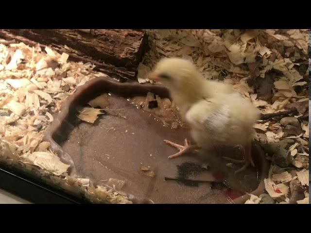 Live Feeding Video, Graphic Content Highonsnakes  Crotalus Horridus delivers death by venom to chick