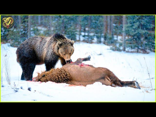 Most INCREDIBLE Attacks Of Bear On Earth Ever Recorded | Animal Fighting