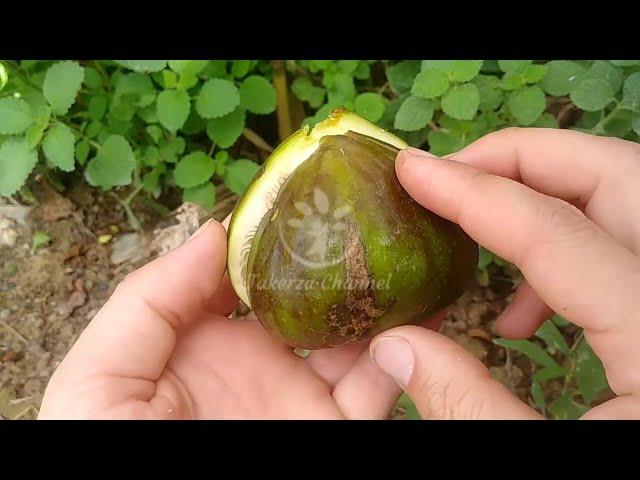 Bakor (Breba crop) "Ouled Kihal" Ain Témouchent - Algeria باكور "ولاد الكيحل" عين تموشنت - الجزائر