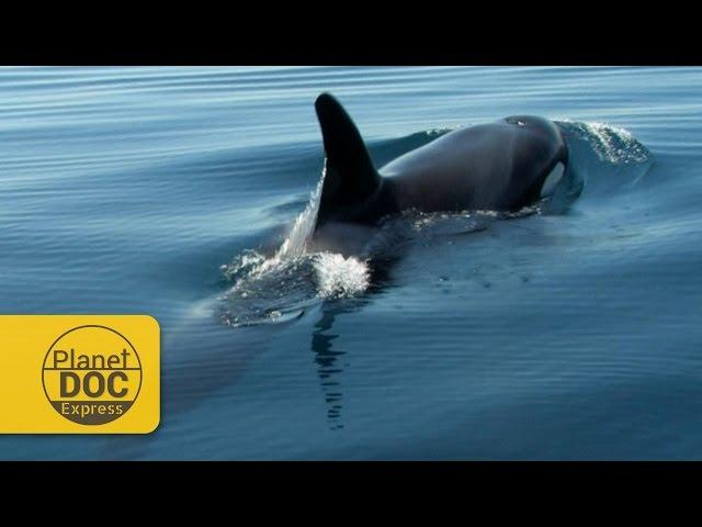 Ocean Predators | Planet Doc Express Documentaries