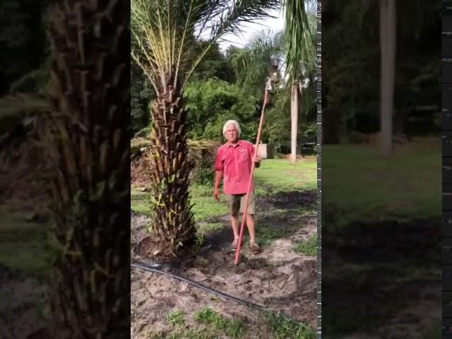 Sylvester Palm 7'/The Tree Planters/50 Years Experience/Planted and Guaranteed