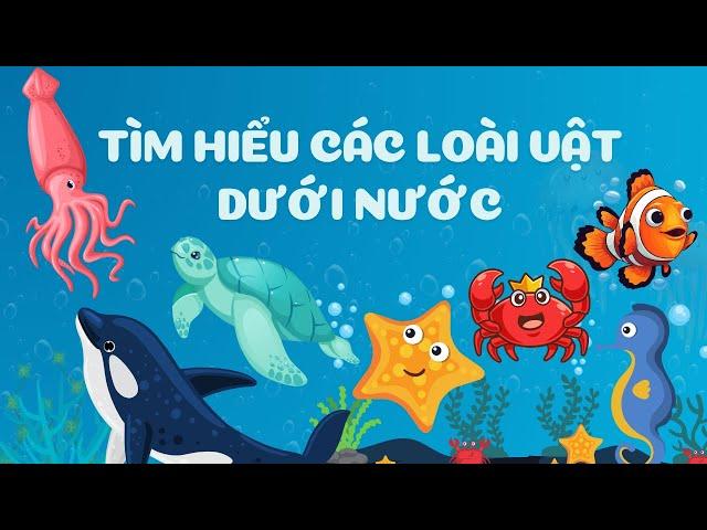 TÌM HIỂU CÁC LOÀI VẬT DƯỚI NƯỚC | Học và Chơi cùng Bé yêu