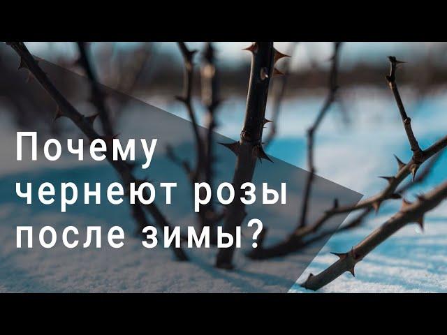 Почему чернеют розы после зимы?