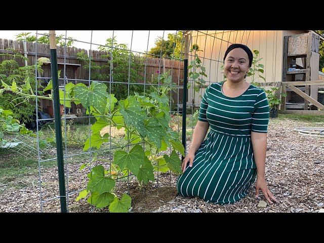 Gardening in Texas Heat