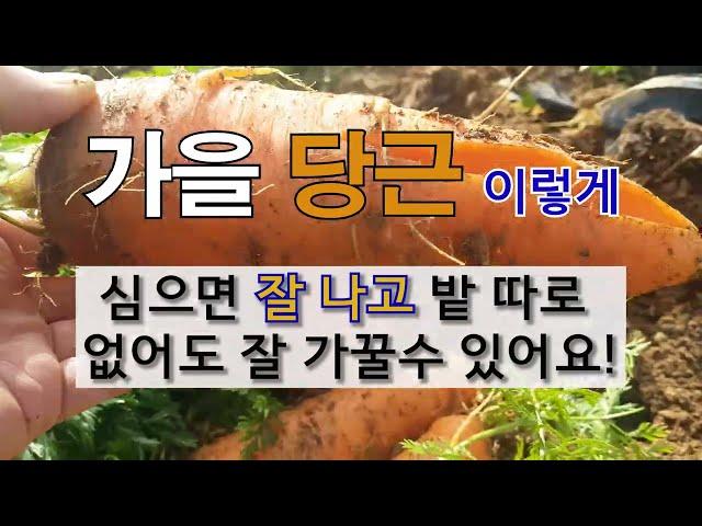 가을 당근 이렇게 심으면 잘 나고 밭 따로 없어도 잘 가꿀 수 있어요! #주말농장 #당근 가꾸기.