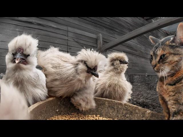 Aggressively Friendly Barn Cats and Other Farm Creatures